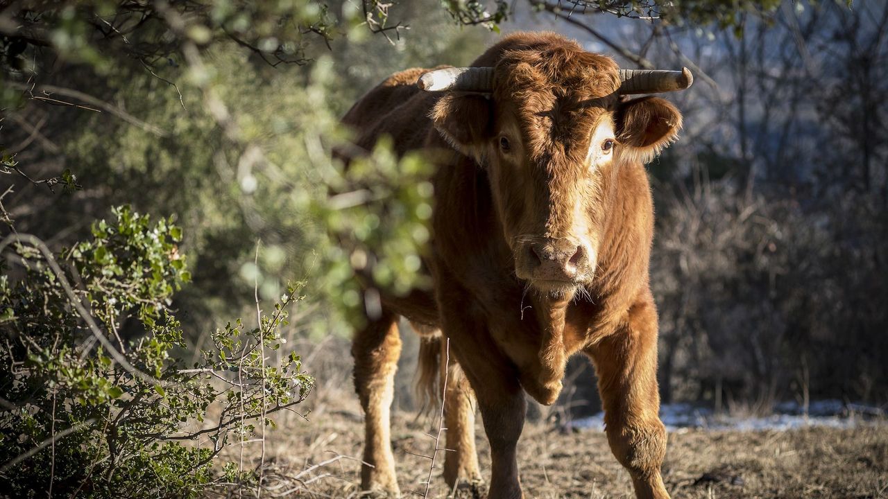 Aanval stier in Maashorstgebied tweede in jaar tijd