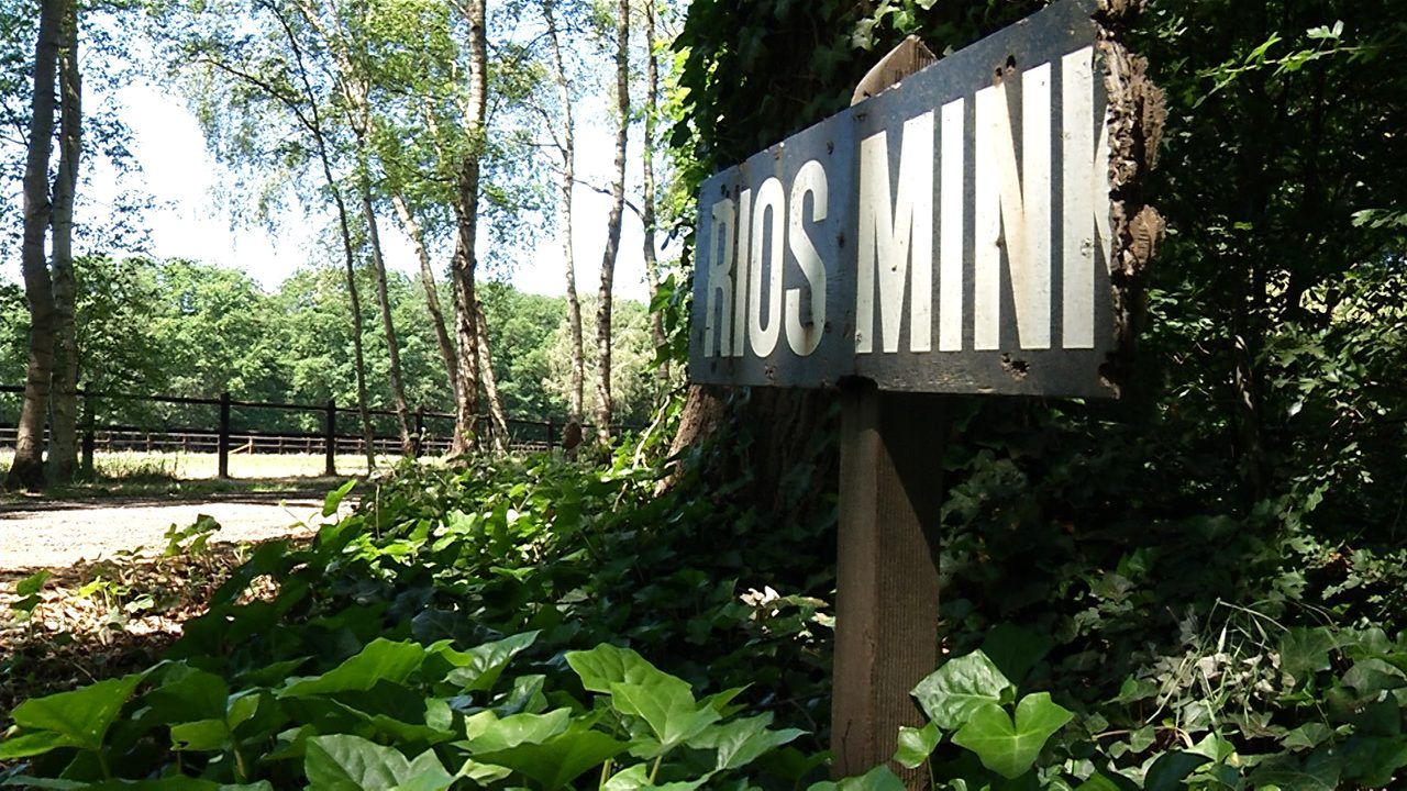 Kabinet wil einde aan nertsenfokkerijen, slecht nieuws voor Rios Mink