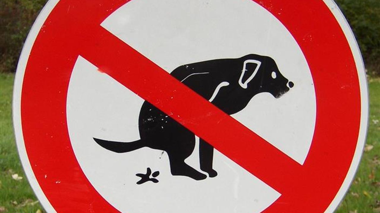 Hondenpoepbakken moeten overlast van uitwerpselen tegengaan denkt 50PLUS