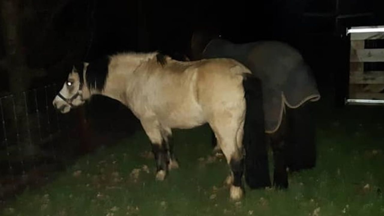 Loslopende paarden in Heeswijk-Dinther 'overtreden' avondklok
