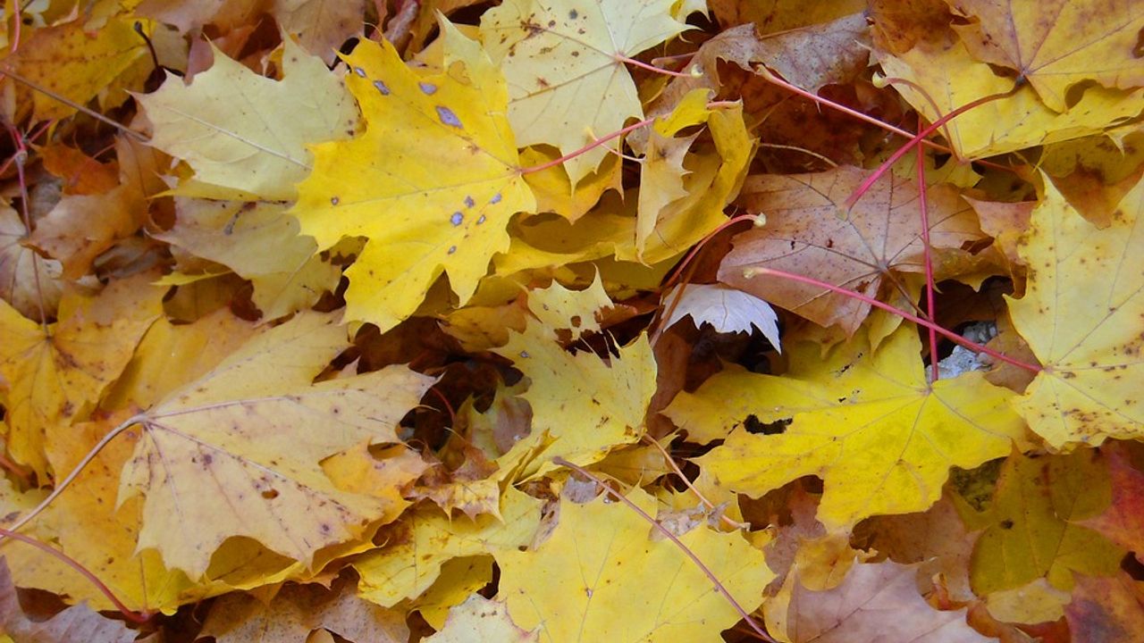 Bossche Groenen willen herfstbladeren niet opruimen maar versnipperen