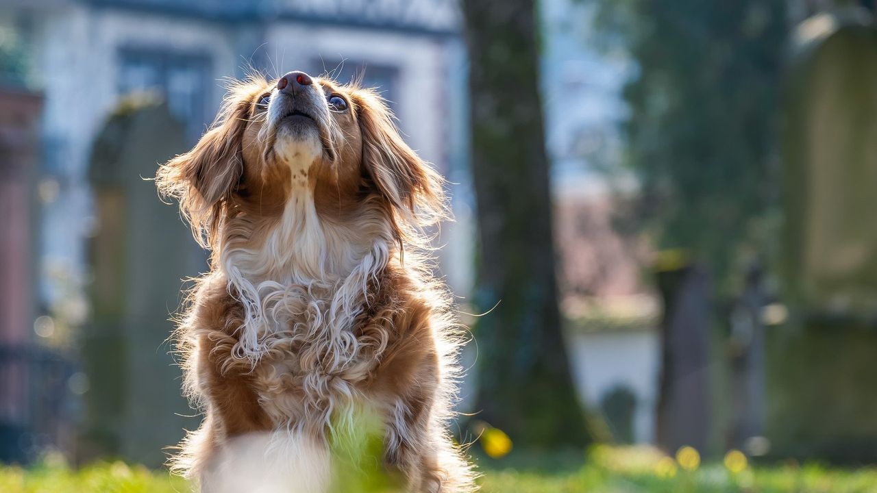 Honden ziek geworden na eten voedselresten in wijkpark De Strepen