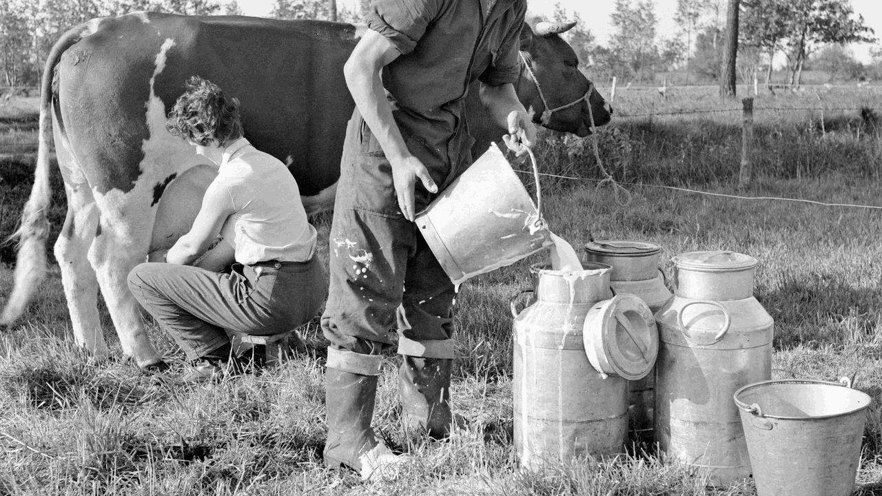 Grote fotocollectie toont boerenleven in de jaren 50 tot 70