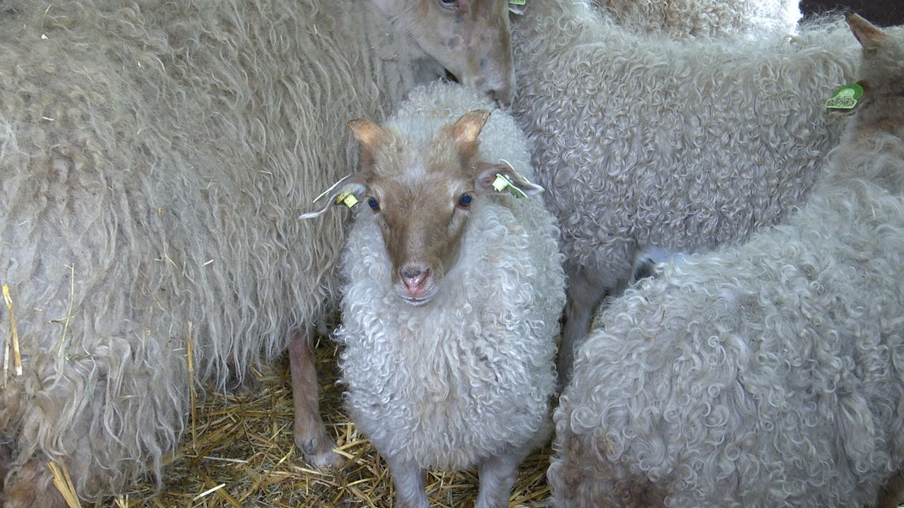 Kinderboerderij gesloten, maar schapen worden wel geschoren