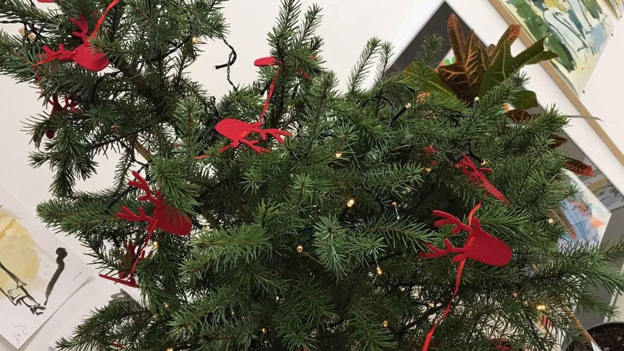 Geen kerstboomverbranding in Maashorst, gemeente haalt bomen op