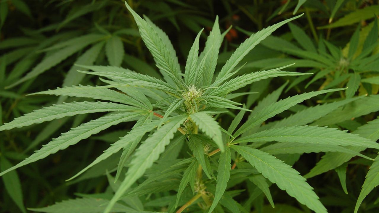 Cannabisgebruik onder Brabantse jongeren steeds normaler