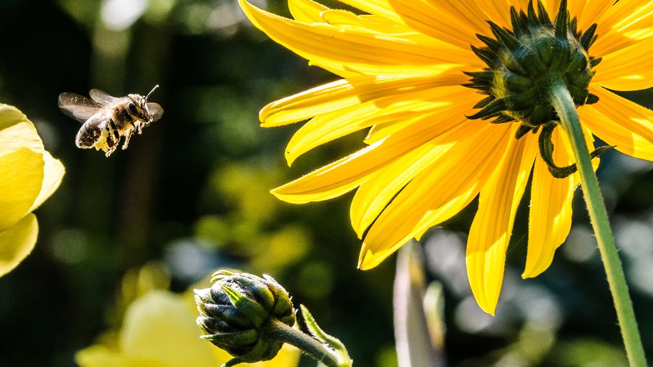 Nationale bijentelling in bijenrijk Brabant; 'We zijn echt aan het afbouwen'