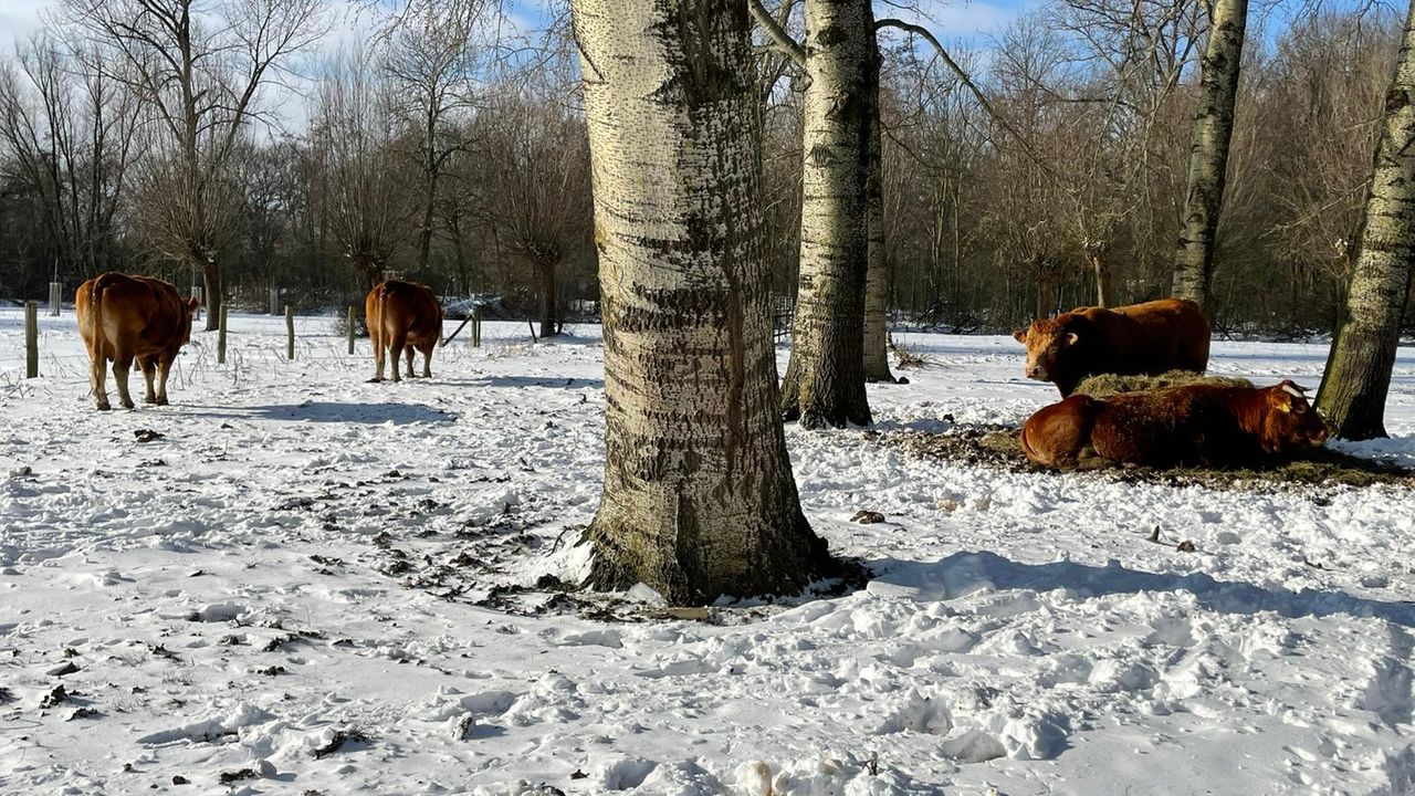 ‘Zorgen over runderen Van Zwietenpark in Maaspoort onnodig’