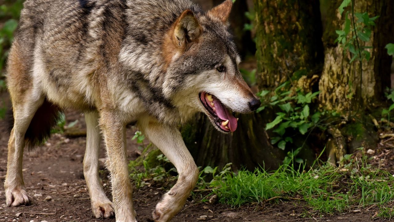 Wolf gesignaleerd in Groote Wielen in Rosmalen