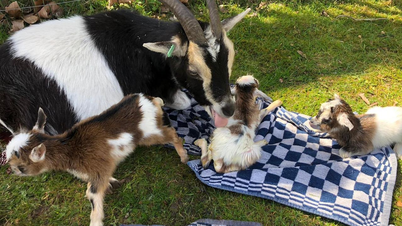 Lente op Osse kinderboerderij De Elzenhoek: vier geitjes geboren