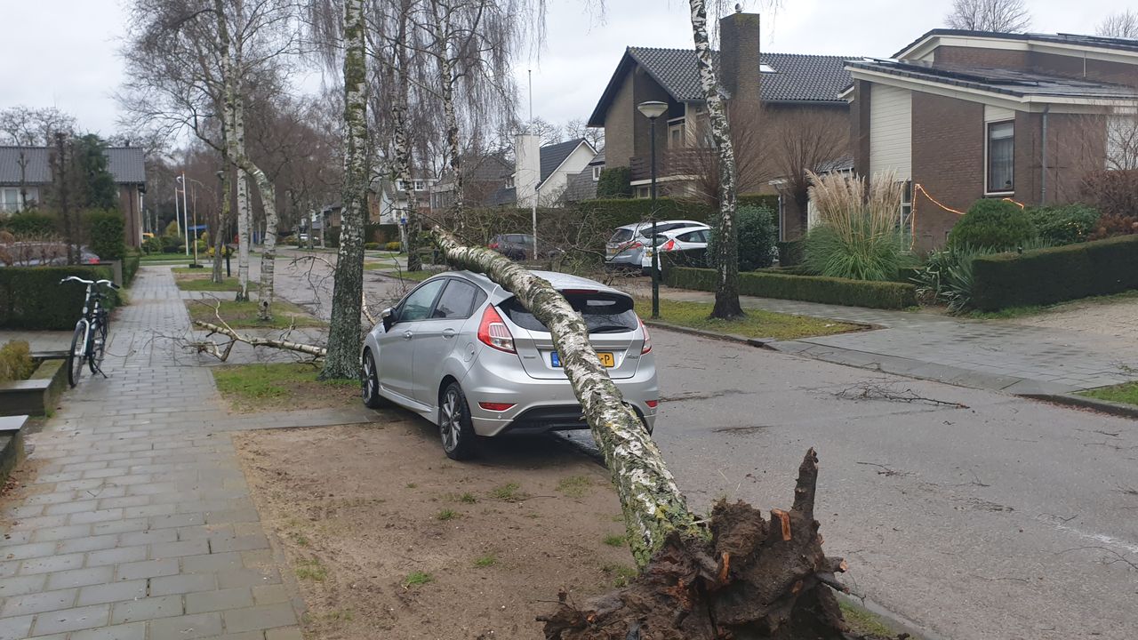 Storm Bella teistert bomen en daken, Bossche wijk Maaspoort tijdelijk onbereikbaar