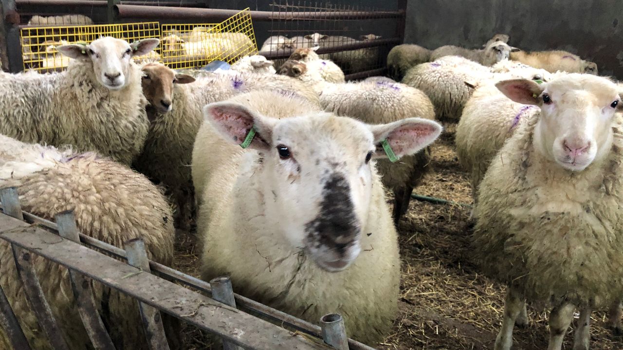 Nog meer schapen gedood bij schapenboer in Rosmalen
