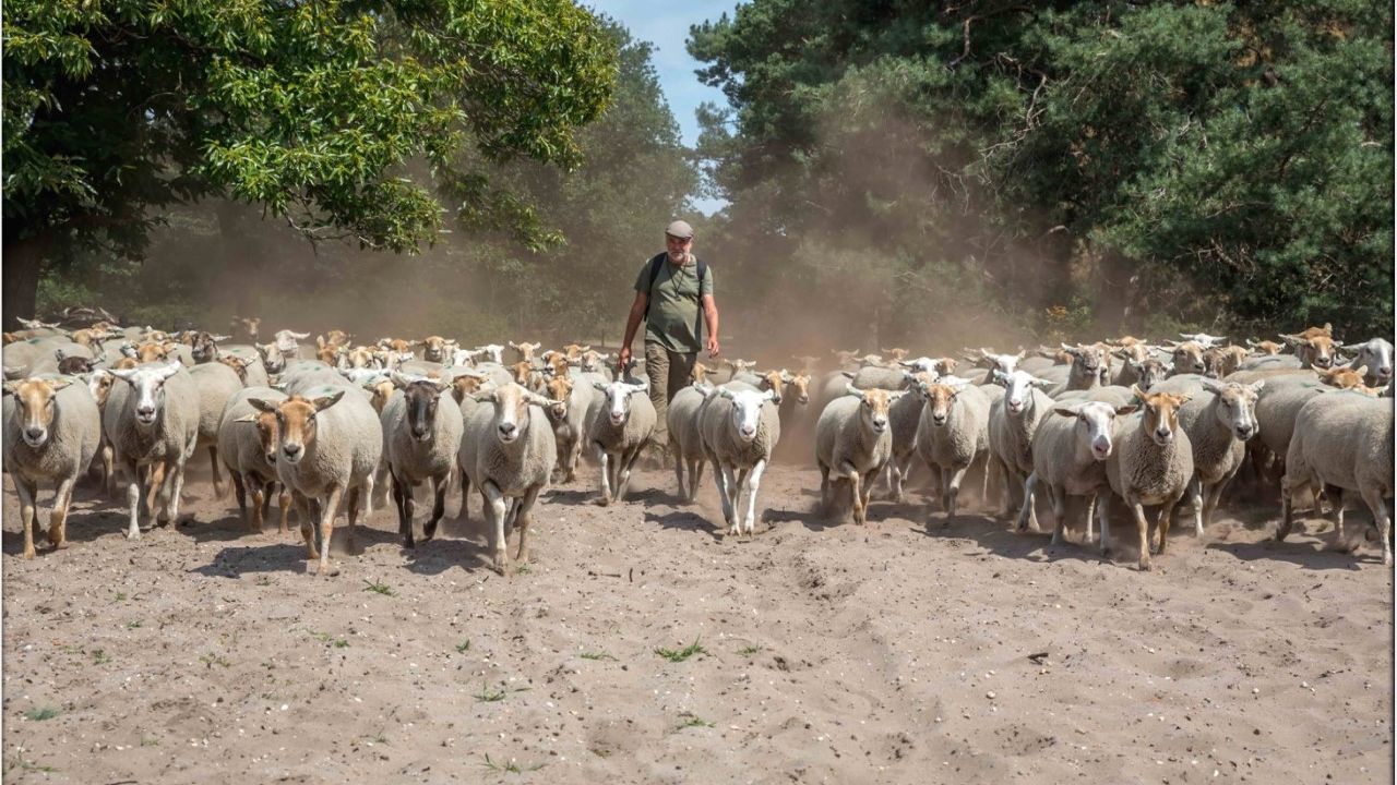 Zo’n 200 schapen pakken Slabroekse Heide aan