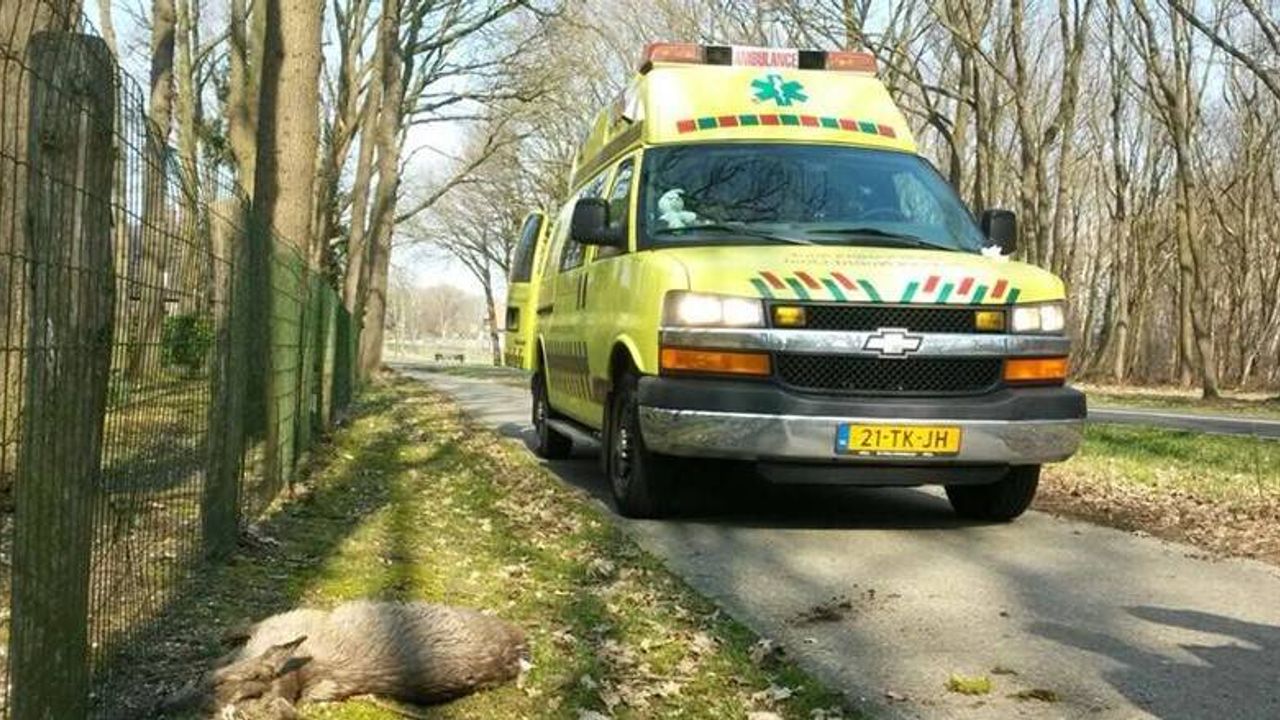 Vrouw naar ziekenhuis na aanval door twee grote honden in Den Bosch